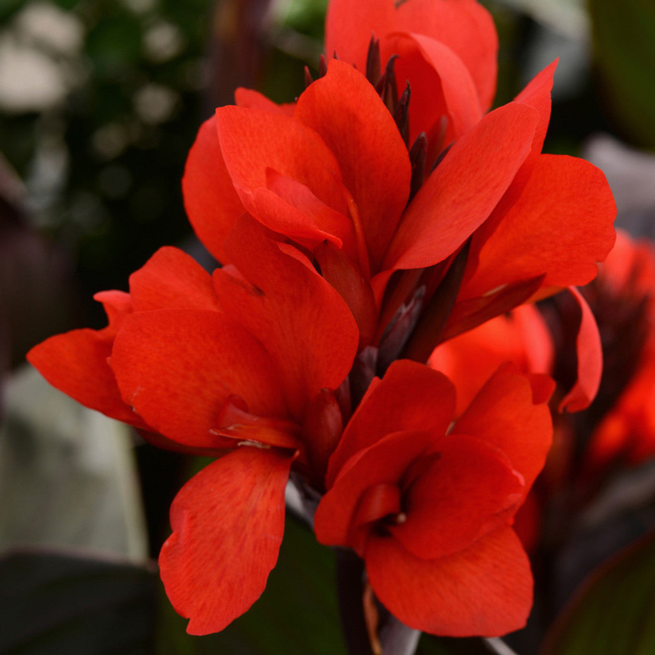 Canna Cannova Bronze Scarlet Bulbs Perennial Growing Bonsai Roots Rhizomes Corms Tubers Potted Planting Reblooming Fragrant Garden Species Blooms Flower Seeds Plant Gardening