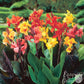 Canna - Tropical Sunset Mix