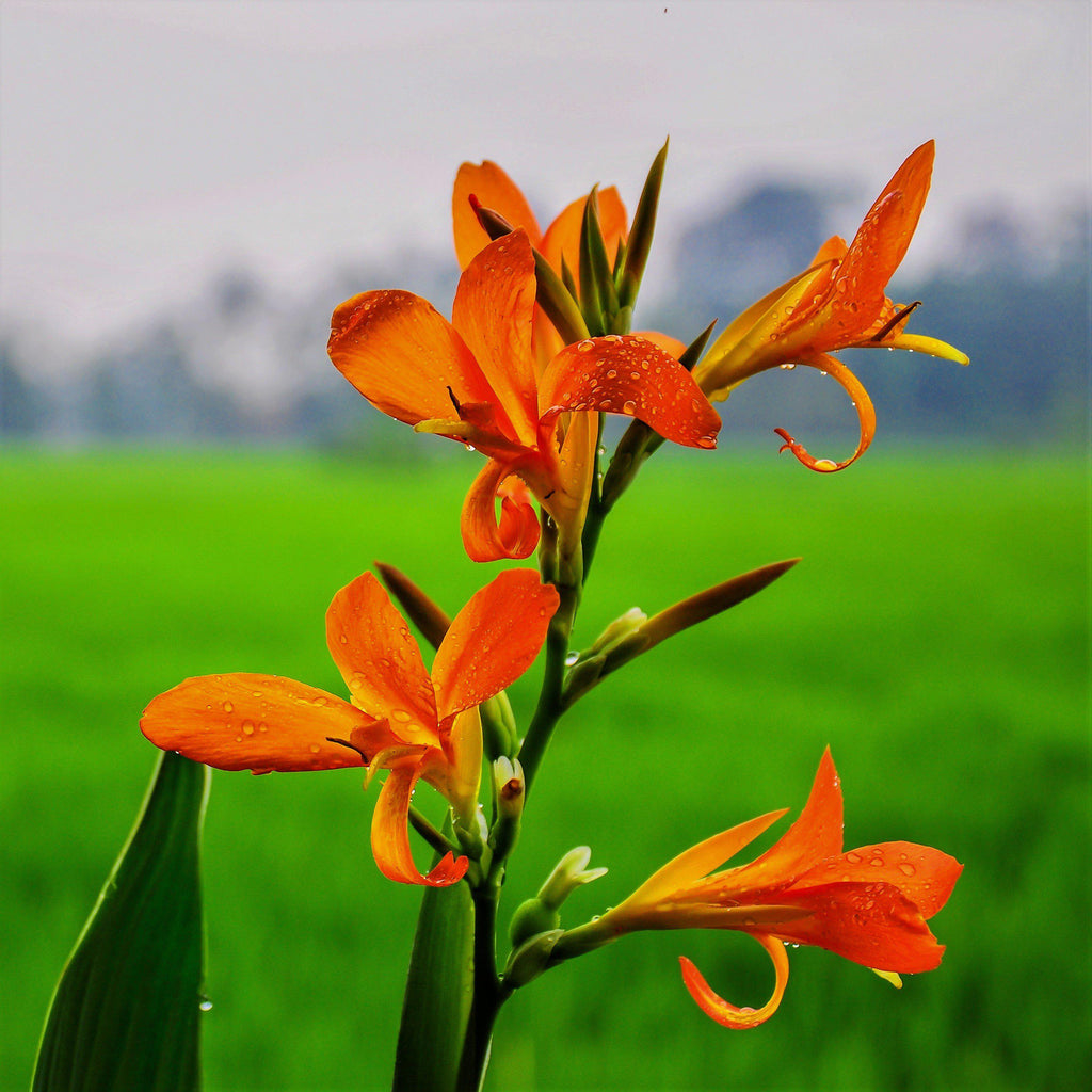 Canna Elite Beauty Fruity Bulbs Perennial Growing Bonsai Roots Rhizomes Corms Tubers Potted Planting Reblooming Fragrant Garden Species Blooms Flower Seeds Plant Gardening