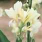 Canna Elite Moonshine Bulbs Perennial Growing Bonsai Roots Rhizomes Corms Tubers Potted Planting Reblooming Fragrant Garden Species Blooms Flower Seeds Plant Gardening