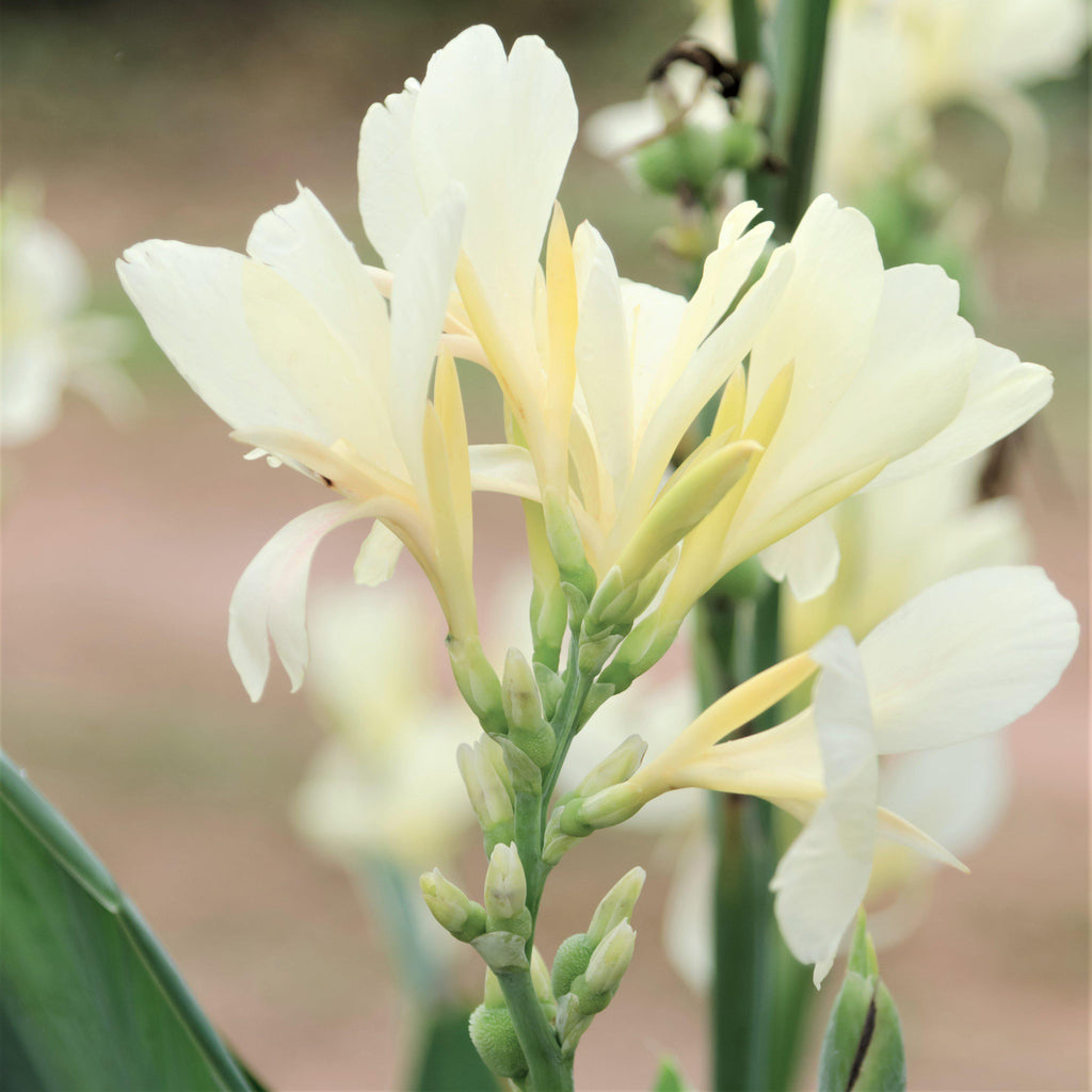 Canna Elite Moonshine Bulbs Perennial Growing Bonsai Roots Rhizomes Corms Tubers Potted Planting Reblooming Fragrant Garden Species Blooms Flower Seeds Plant Gardening