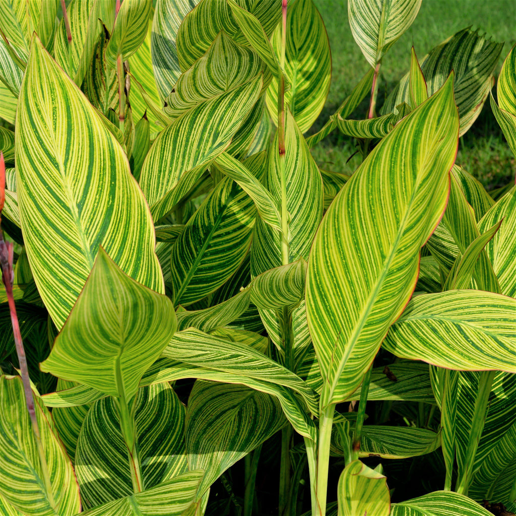 Canna Pretoria Bengal Tiger Bulbs Perennial Growing Bonsai Roots Rhizomes Corms Tubers Potted Planting Reblooming Fragrant Garden Species Blooms Flower Seeds Plant Gardening