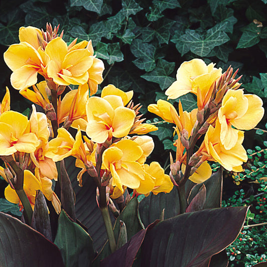 Canna Louis Cottin Bulbs Perennial Growing Bonsai Roots Rhizomes Corms Tubers Potted Planting Reblooming Fragrant Garden Species Blooms Flower Seeds Plant Gardening