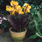 Canna Louis Cottin Bulbs Perennial Growing Bonsai Roots Rhizomes Corms Tubers Potted Planting Reblooming Fragrant Garden Species Blooms Flower Seeds Plant Gardening