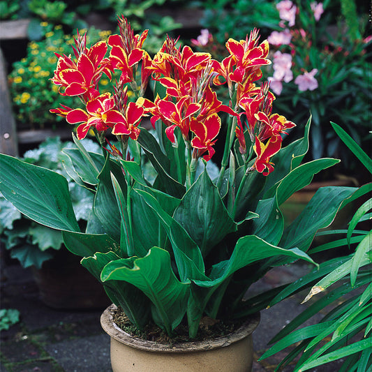 Canna Lucifer Bulbs Perennial Growing Bonsai Roots Rhizomes Corms Tubers Potted Planting Reblooming Fragrant Garden Species Blooms Flower Seeds Plant Gardening