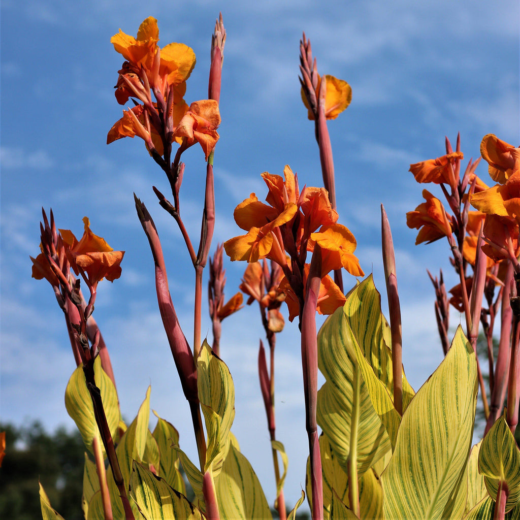 Canna Pretoria Bengal Tiger Bulbs Perennial Growing Bonsai Roots Rhizomes Corms Tubers Potted Planting Reblooming Fragrant Garden Species Blooms Flower Seeds Plant Gardening
