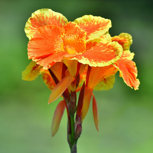 Canna - Pretoria Bengal Tiger