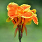 Canna Pretoria Bengal Tiger Bulbs Perennial Growing Bonsai Roots Rhizomes Corms Tubers Potted Planting Reblooming Fragrant Garden Species Blooms Flower Seeds Plant Gardening