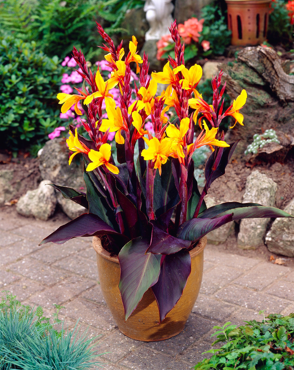 Canna Semaphore Bulbs Perennial Growing Bonsai Roots Rhizomes Corms Tubers Potted Planting Reblooming Fragrant Garden Species Blooms Flower Seeds Plant Gardening