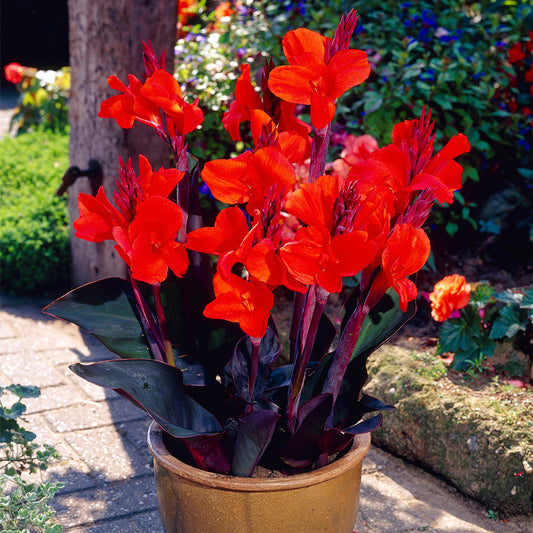 Canna Triomphe Bulbs Perennial Growing Bonsai Roots Rhizomes Corms Tu –  Easytogrowbulb