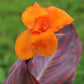Canna - Tropicanna