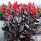 Canna - Tropicanna Black