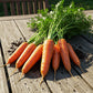 Carrot Large Seed