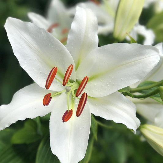 Lilium - Oriental Lily Casa Blanca
