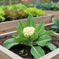 Cauliflower Seed