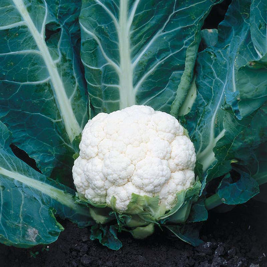 Cauliflower Steady F1 Raw Untreated - 25,000 seeds