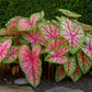 Caladium - Celebration