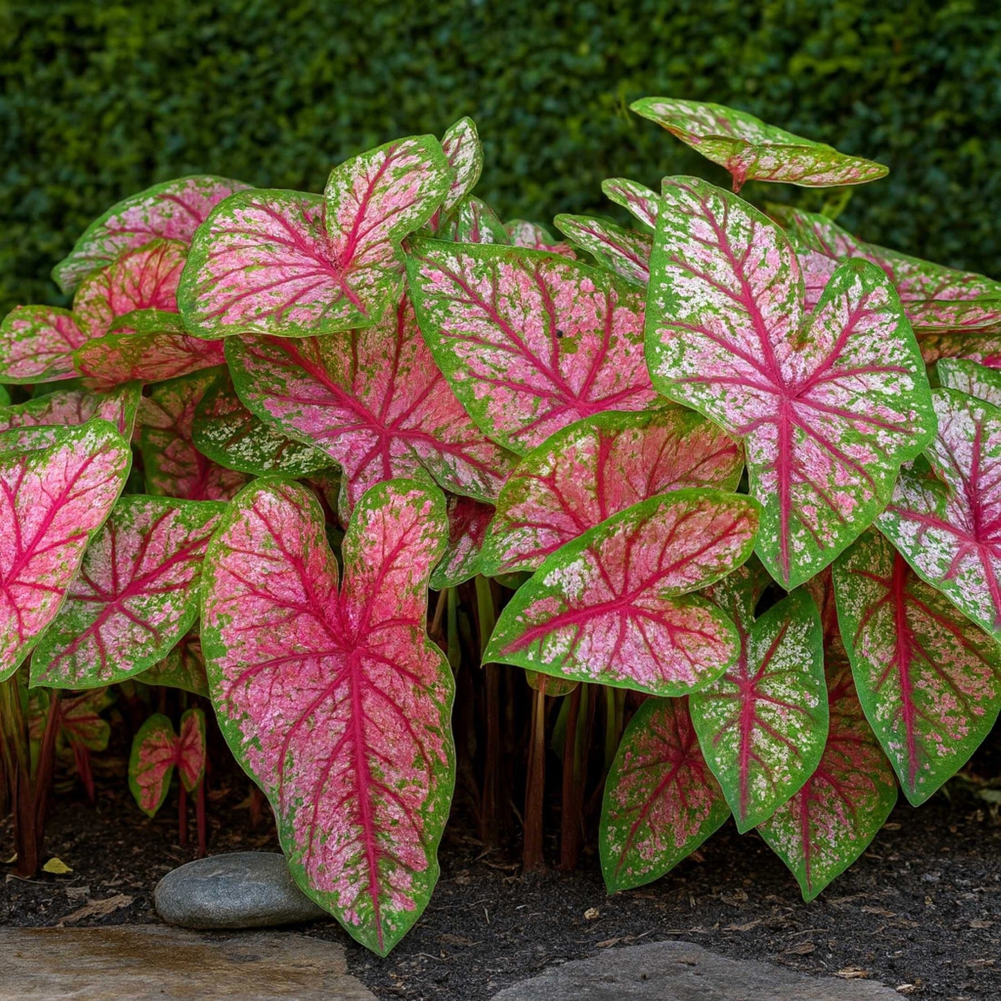 Caladium - Celebration