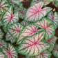 Caladium - Celebration