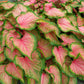 Caladium - Chinook