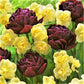 Chocolate and Vanilla Blend - Tulip Bulbs & Daffodil Blooms Species Growing Bonsai Roots Rhizomes Corms Tubers Potted Planting Reblooming Fragrant Garden Flower Seeds Plant
