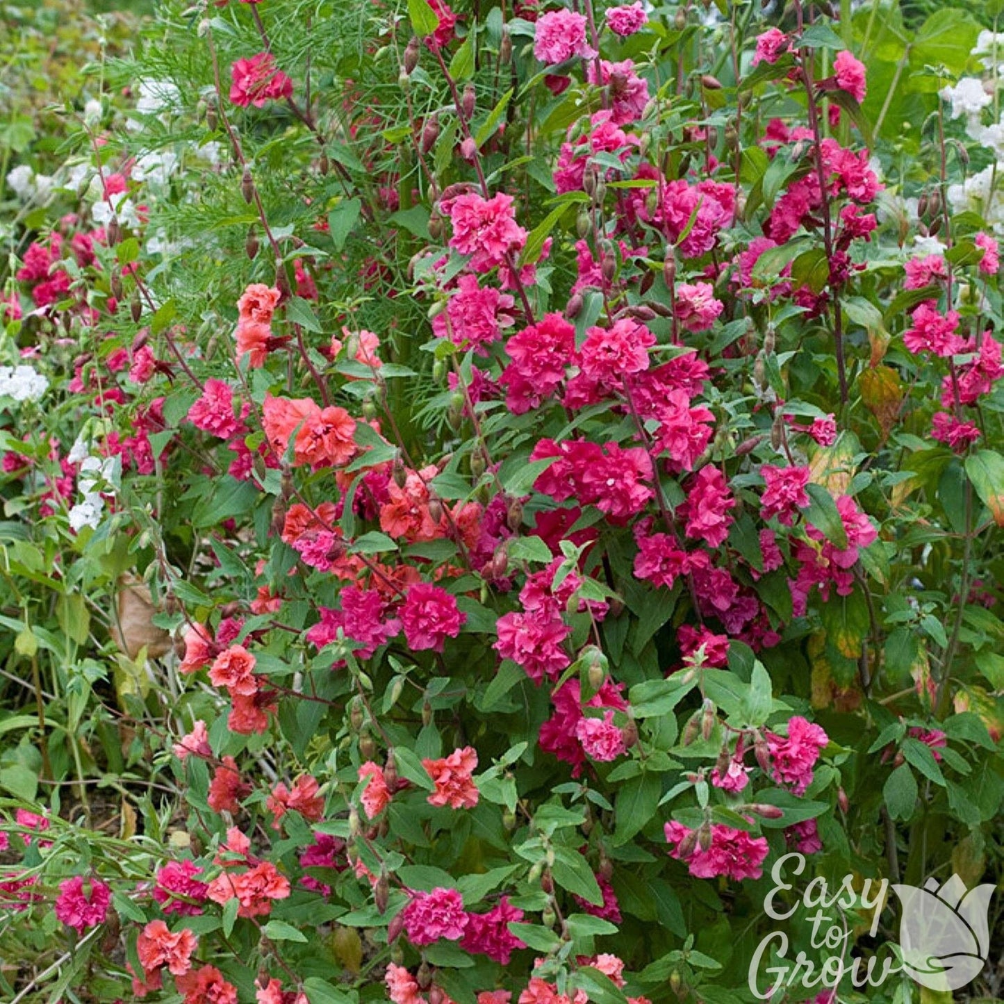 Clarkia Mix Seed