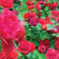 Red Climbing Rose Seedlings Flower Seeds Perennial Growing Bonsai Corms Tubers Potted Planting Reblooming Fragrant Garden Roots Rhizomes Species Blooms Plant Bulbs Gardening Tree