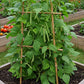 Climbing French Bean Seed