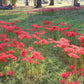 Red Lycoris Spider Lilies Bulbs Radiata Hurricane Lily Cluster Amayllis Growing Bonsai Roots Rhizomes Corms Tubers Potted Planting Reblooming Fragrant Garden Species Blooms Flower Seeds Plant Gardening