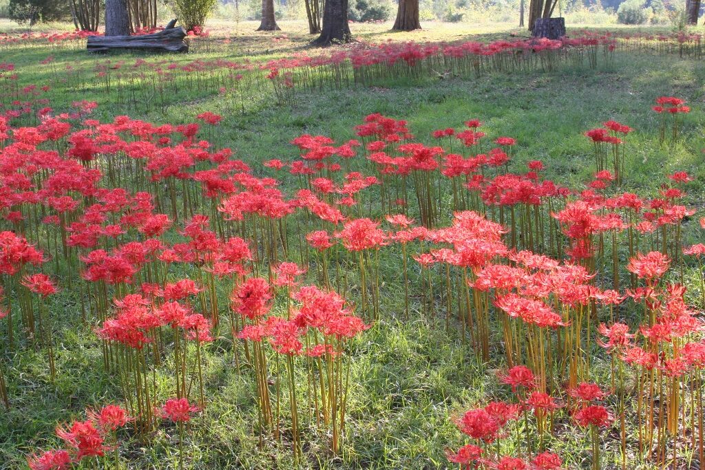 Red Lycoris Spider Lilies Bulbs Radiata Hurricane Lily Cluster Amayllis Growing Bonsai Roots Rhizomes Corms Tubers Potted Planting Reblooming Fragrant Garden Species Blooms Flower Seeds Plant Gardening