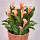 Calla - Coral Passion