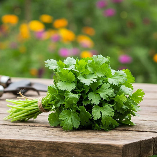 Coriander Calypso Cilantro Seed
