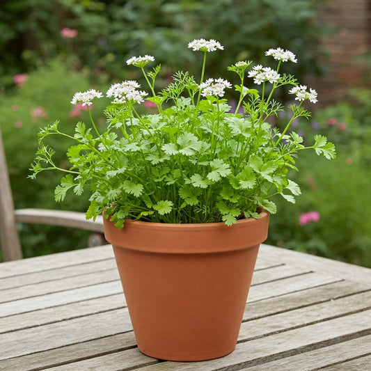 Coriander Calypso Cilantro Seed