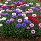 Cornflower Mix Seed