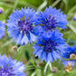 Cornflower Blue Seed