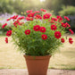 Cosmos Red Seed