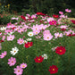 Cosmos Tall Mix Seed