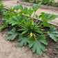 Courgette (Zucchini) Green Seed