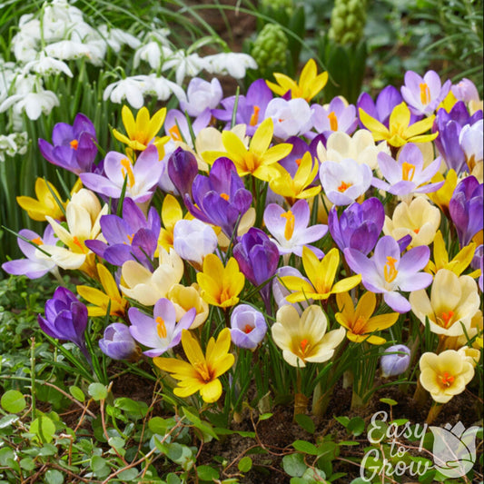 Crocus - Chrysanthus Mix