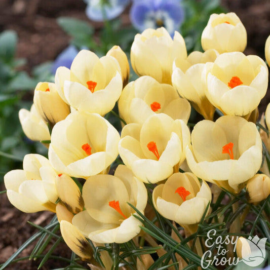 Crocus - Cream Beauty (Fragrant)