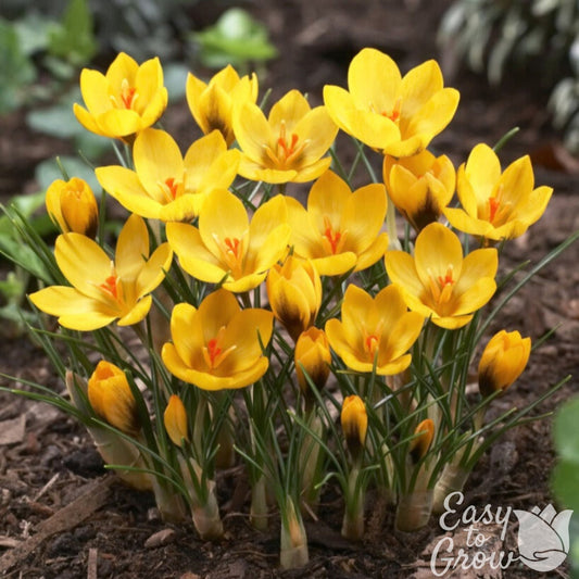 Crocus - Goldilocks