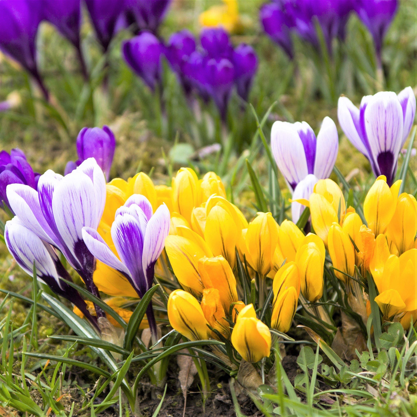 Crocus - Large Flowering Mix