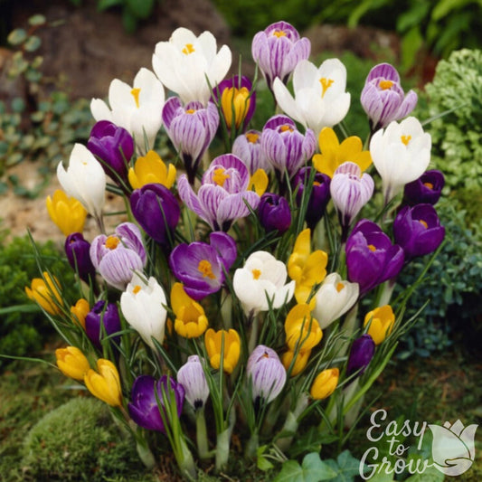 Crocus - Large Flowering Mix