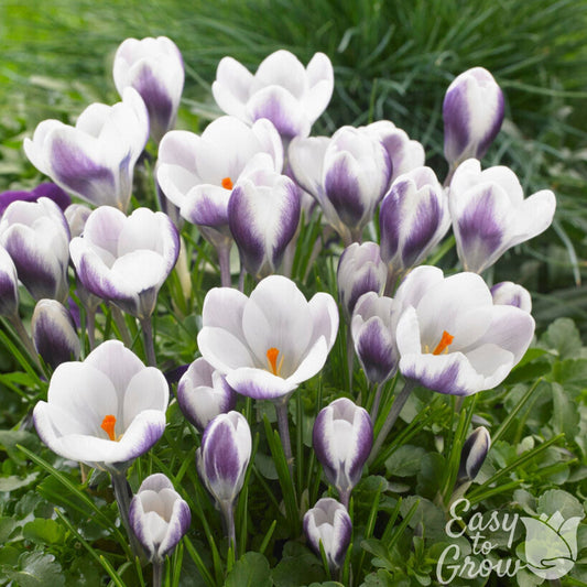 Crocus - Prins Claus