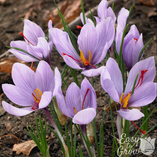 Crocus - Saffron