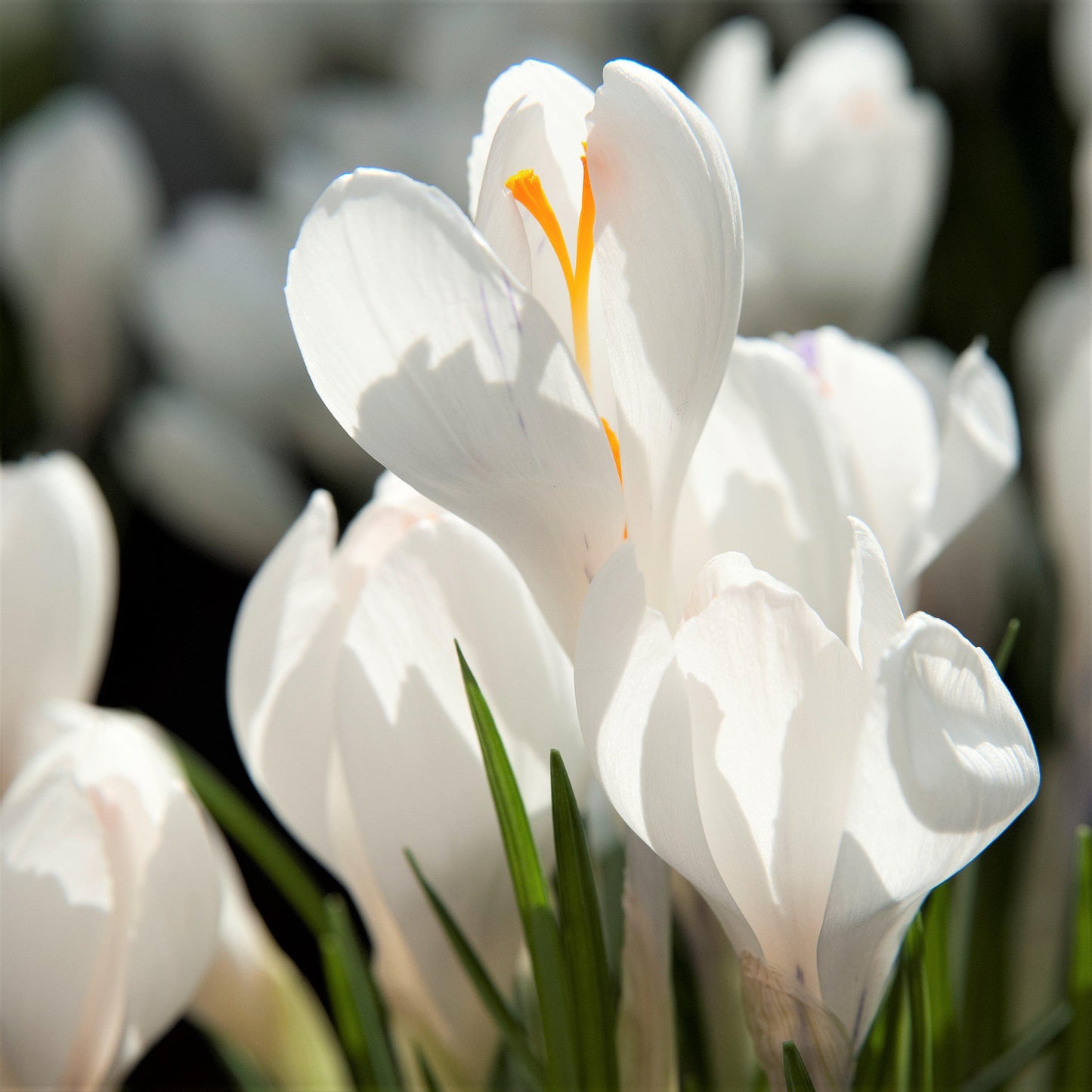 Crocus - Large Flowering Mix