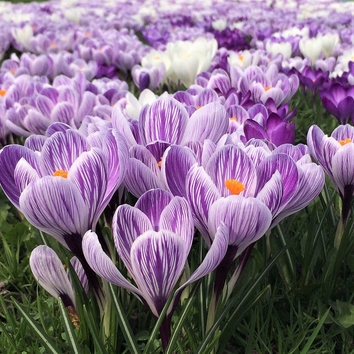 Crocus - Large Flowering Mix