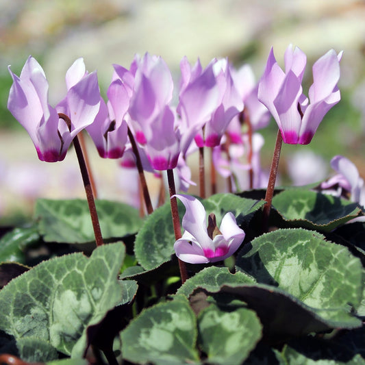 Cyclamen - Cilicium (Hardy)