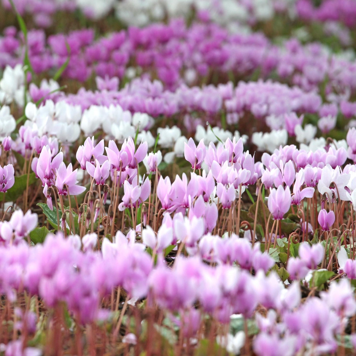Cyclamen - Hederifolium (Hardy)