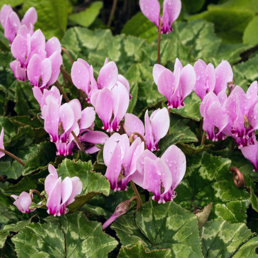 Cyclamen - Hederifolium (Hardy)